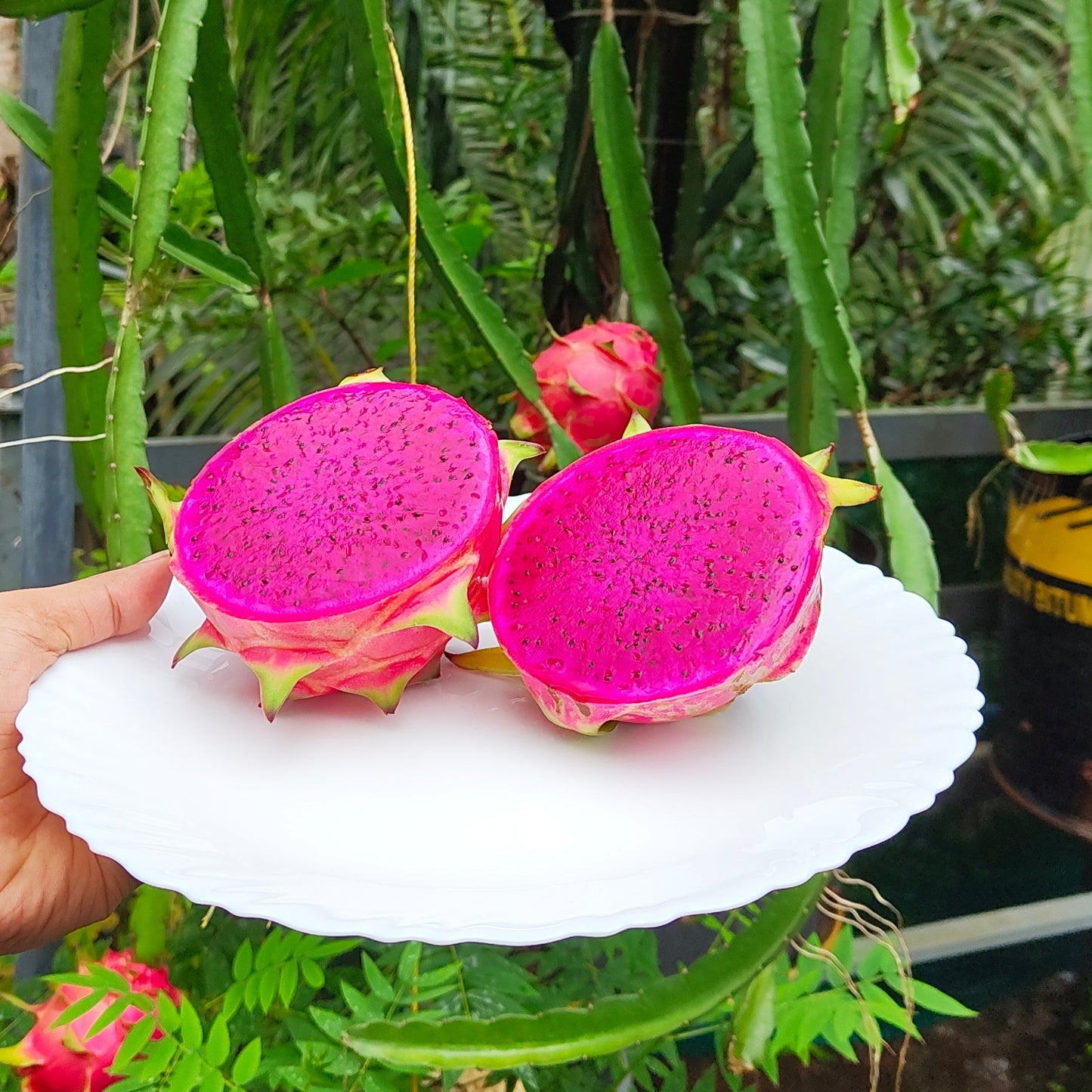 Malaysian Red Dragon Fruit Plant (Set of 2 Premium Rooted Plants)