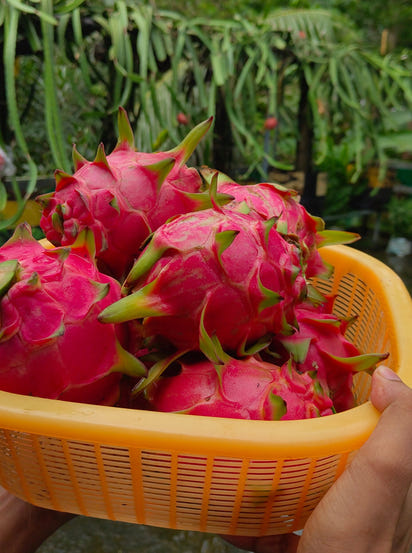 Malaysian Red Dragon Fruit Plant (Set of 2 Premium Rooted Plants)