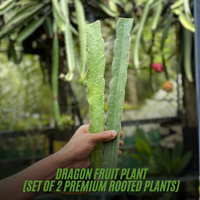 Malaysian Red Dragon Fruit Plant (Set of 2 Premium Rooted Plants)
