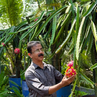 Malaysian Red Dragon Fruit Plant (Set of 2 Premium Rooted Plants)